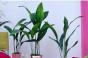 Štyri druhy interiérových tieňomilných a nenáročných rastlín